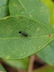 Crematogaster ashmeadi