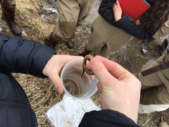 Lampetra richardsoni