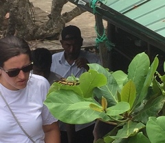 Rhyothemis variegata