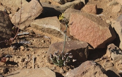 Albuca concordiana