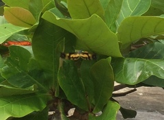 Rhyothemis variegata