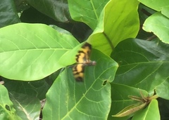 Rhyothemis variegata