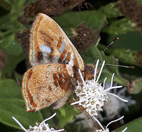 Carousing Metalmark