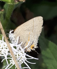 Electrostrymon hugon