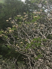 Plumeria rubra