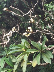 Plumeria rubra