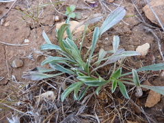 Convolvulus lineatus