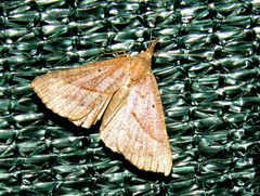 Hypena obacerralis