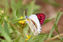 Colotis celimene pholoe