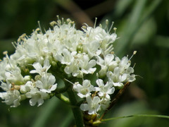 Valeriana uliginosa