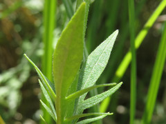 Valeriana uliginosa