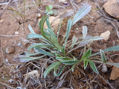 Convolvulus lineatus