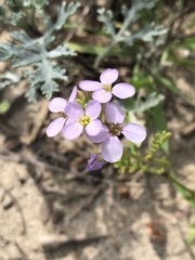 Cakile maritima