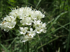 Valeriana uliginosa