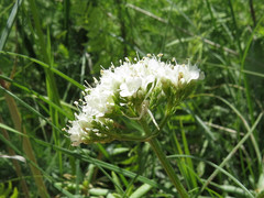 Valeriana uliginosa