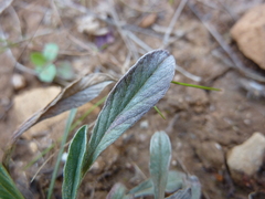 Convolvulus lineatus