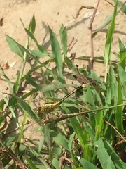 Diplacodes trivialis