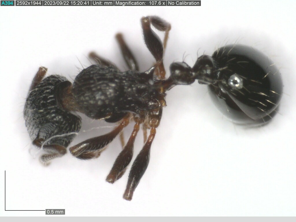 Tetramorium chloe