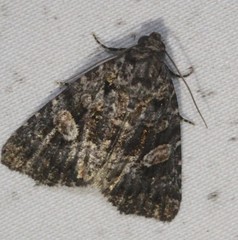 Condica macrosema