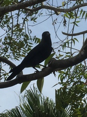 Corvus macrorhynchos culminatus
