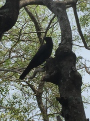 Corvus macrorhynchos culminatus