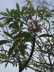 Plumeria rubra