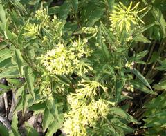 Cestrum parqui
