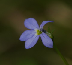 Lobelia beaugleholei