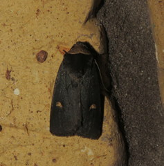 Proteuxoa cinereicollis