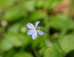 Lobelia beaugleholei
