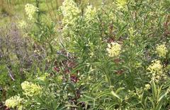 Cestrum parqui