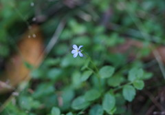 Lobelia beaugleholei