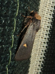 Proteuxoa cinereicollis