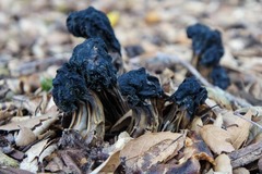 Helvella dryophila