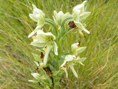 Habenaria epipactidea