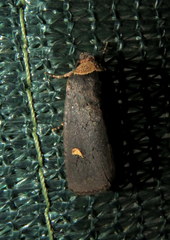 Proteuxoa cinereicollis