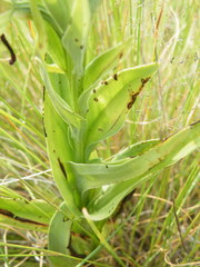 Habenaria epipactidea