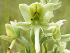 Habenaria epipactidea