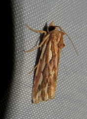 Meyrickella torquesauria