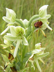 Habenaria epipactidea
