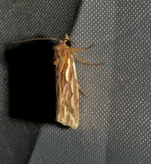 Meyrickella torquesauria