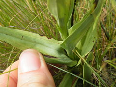Habenaria epipactidea
