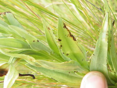 Habenaria epipactidea