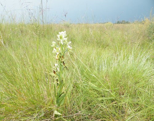 Image of Habenaria epipactidea by (c) Antoinette Eyssell Knox, some rights reserved (CC BY-SA)