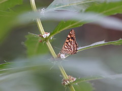 Oreixenica kershawi