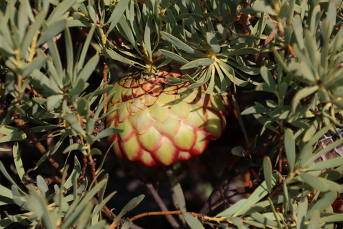 Image of Protea namaquana by (c) Tony Rebelo, some rights reserved (CC BY-SA)