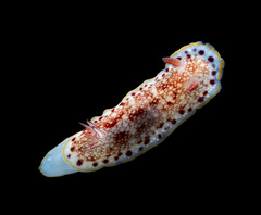 Goniobranchus alderi