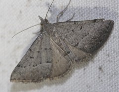 Dichromodes usurpatrix