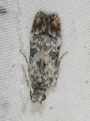 Hypatima