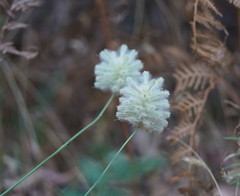 Ptilotus macrocephalus